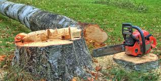 How Our Tree Care Process Works  in  Evergreen, CO
