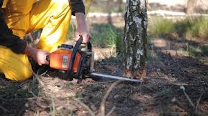 Best Fruit Tree Pruning  in Evergreen, CO