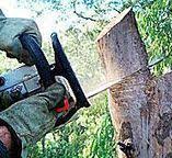 Best Hazardous Tree Removal  in Evergreen, CO