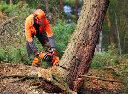 Best Tree Disease Treatment  in Evergreen, CO