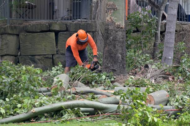  Evergreen, CO Tree Removal Pros