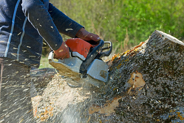 Evergreen, CO Tree Removal Company